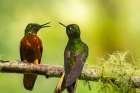 Ecuador-Guango. Chestnut-breasted coronet hummingbirds close-up. Art Print
